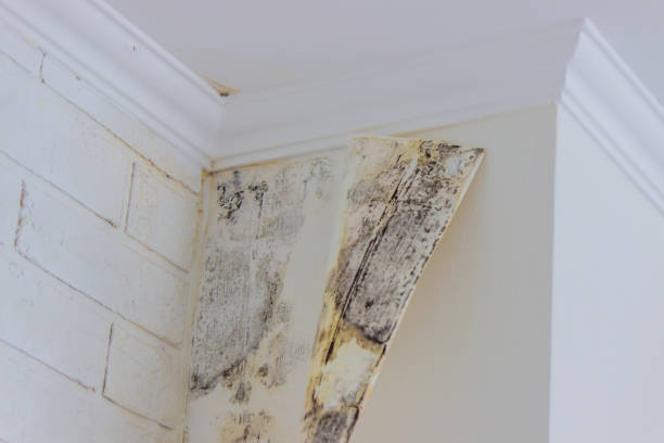 Best Environmental Consulting for Mold Prevention  in Williams, OR